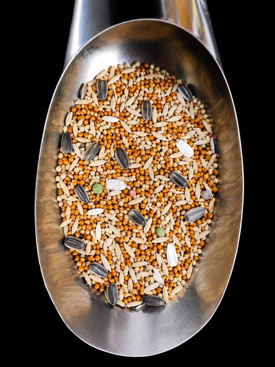 প্যারাসিড™ বাজরিগারফরপাস স্পেশাল